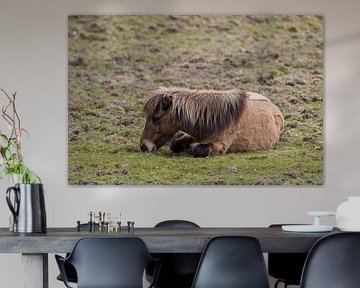 Brown horse rests by whmpictures .com