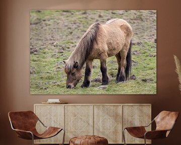 Grazing brown horse by whmpictures .com