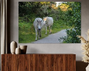 Two wild horses walk along a footpath by whmpictures .com
