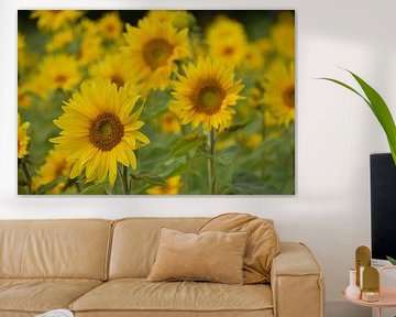 A field of sunflowers by Claude Laprise