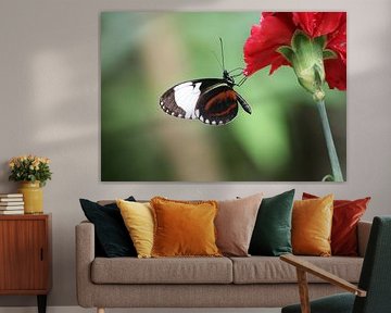 Cydno long wing by Matthias Brix