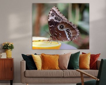 Blue morpho butterfly by Matthias Brix