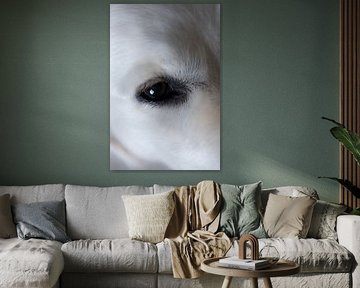 Hundefotografie - das Auge fürs Detail