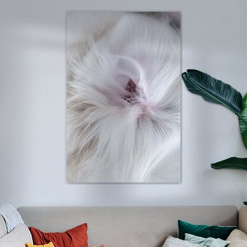 Detail photography - Dog