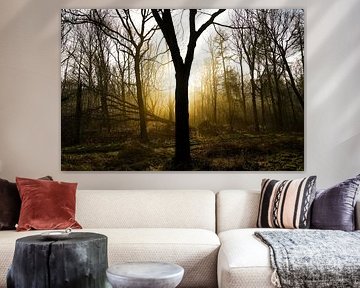 nebel-sonne-bäume von foto's van gijs