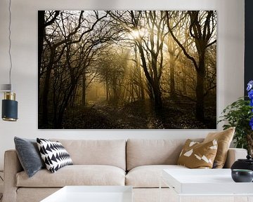 nebel-sonne-bäume von foto's van gijs