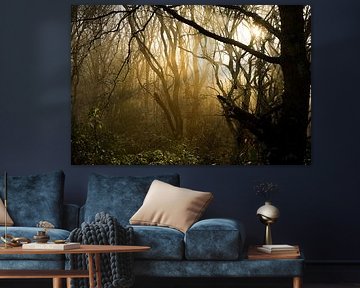 nebel-sonne-bäume von foto's van gijs