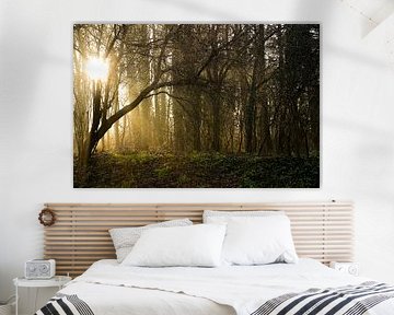 nebel-sonne-bäume von foto's van gijs