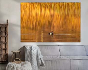 The Kuifeend swimming in front of the reedbed. by Brian Morgan