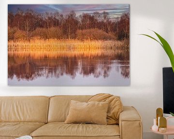 Rietkraag in het Gouden uurtje . van Brian Morgan