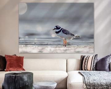 Kleine plevier (Charadrius hiaticula)