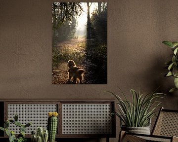 Op weg naar het licht van Sebastian Stef