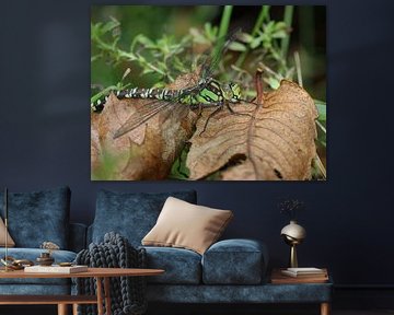 Blaugrüne Mosaikjungfer