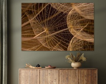 Rural natural simplicity: The lines of a Tragopogon by Marjolijn van den Berg