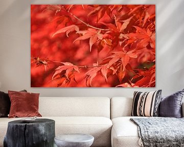 A close-up of vibrant red maple leaves in a natural setting.