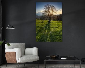 Ein sonniger Frühlingstag in den belgischen Ardennen, die Sonne hinter einem Baum, Pfingstblumen im
