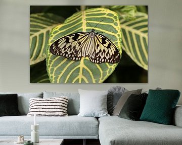 White tree nymph by Matthias Brix