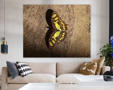 Malachite butterfly by Matthias Brix