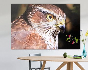 goshawk (Accipiter gentilis). by Marcus de Man