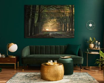 Allee der Bäume und Hochlandrinder