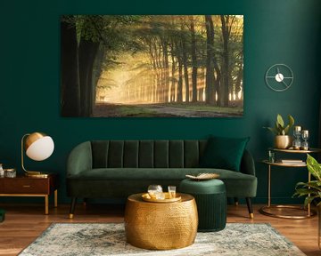 Allee der Bäume und Hochlandrinder