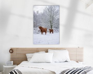 Scottish Highlander with calf in the snow by Ans Bastiaanssen