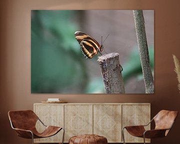 Gebänderter Orange Heliconian von Matthias Brix