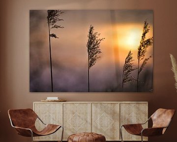 Riet in rozerood, oranjekleurig zonlicht. Romantische zonsondergang. Dromerige en rustige sfeer in de natuur.