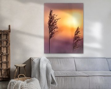 Riet in rozerood, oranjekleurig zonlicht. Romantische zonsondergang. Dromerige en rustige sfeer in de natuur.