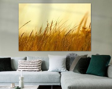 Gras auf einer Düne an der Küste bei Sonnenuntergang. Naturfoto während einer Wanderung an der Ostsee. von Martin Köbsch