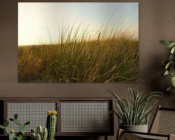 Gras auf einer Düne an der Küste bei Sonnenuntergang. Naturfoto während einer Wanderung an der Ostsee. von Martin Köbsch