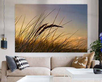 Gras auf einer Düne an der Küste bei Sonnenuntergang. Naturfoto während einer Wanderung an der Ostsee. von Martin Köbsch