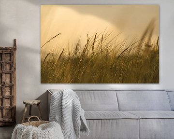 Gras auf einer Düne an der Küste bei Sonnenuntergang. Naturfoto während einer Wanderung an der Ostsee. von Martin Köbsch