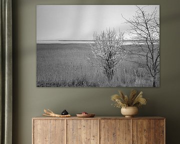 Boom in het riet op de Darss. Dramatische lucht boven zee. Landschap aan de Oostzee.