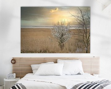 Tree in the reeds on the Darss. Dramatic sky over the sea. Landscape at the Baltic Sea. by Martin Köbsch