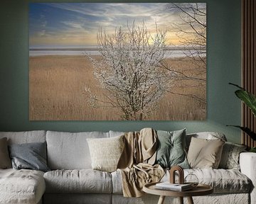 Baum im Schilf am Darss. Dramatischer Himmel über dem Meer. Landschaft an der Ostsee. von Martin Köbsch
