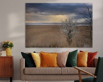 Boom in het riet op de Darss. Dramatische lucht boven zee. Landschap aan de Oostzee.