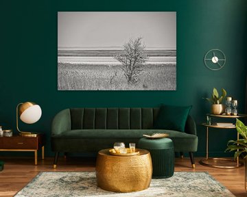 Boom in het riet op de Darss. Dramatische lucht boven zee. Landschap aan de Oostzee.