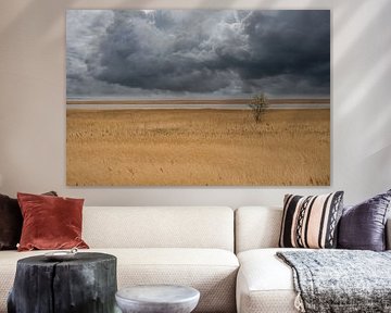 Baum im Schilf am Darss. Dramatischer Himmel über dem Meer. Landschaft an der Ostsee. von Martin Köbsch