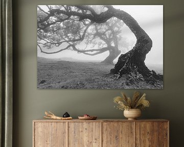 Misty fairytale forest with crooked trees