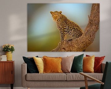 Leopard auf einem Ast in einem Baum sitzend