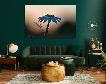 Magritte bloem in de zonsondergang. Witte bloemblaadjes. Natuurfoto van een bloem.