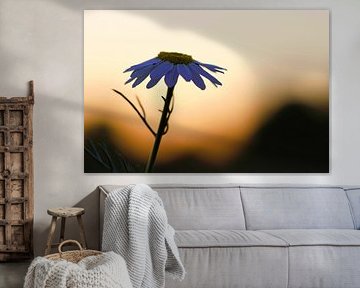 Magritte bloem in de zonsondergang. Witte bloemblaadjes. Natuurfoto van een bloem.