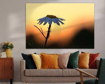 Magritte bloem in de zonsondergang. Witte bloemblaadjes. Natuurfoto van een bloem.