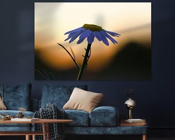 Magritte bloem in de zonsondergang. Witte bloemblaadjes. Natuurfoto van een bloem.