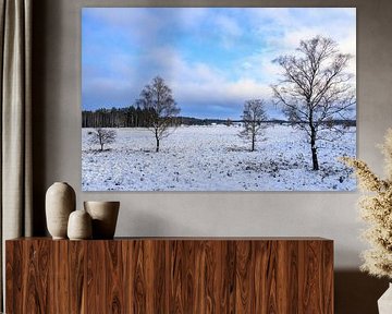 Paysage hivernal de neige dans une lande enneigée en hiver dans la nature sur Sjoerd van der Wal Photographie