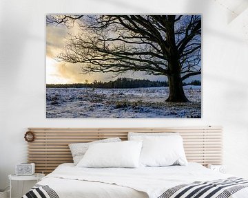 Paysage hivernal de neige avec un chêne dans une forêt enneigée pendant sur Sjoerd van der Wal Photographie