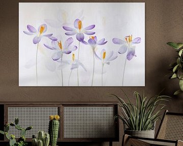 Crocus sur Elles Rijsdijk