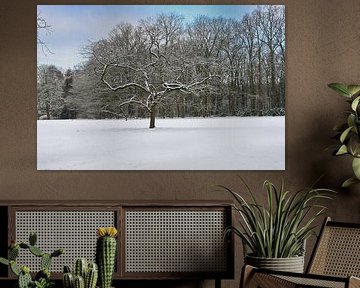 The Solitary Tree in a White World by Kristof Leffelaer