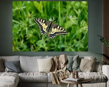 Reine des papillons sur un bouton d'or sur Frans Lemmens